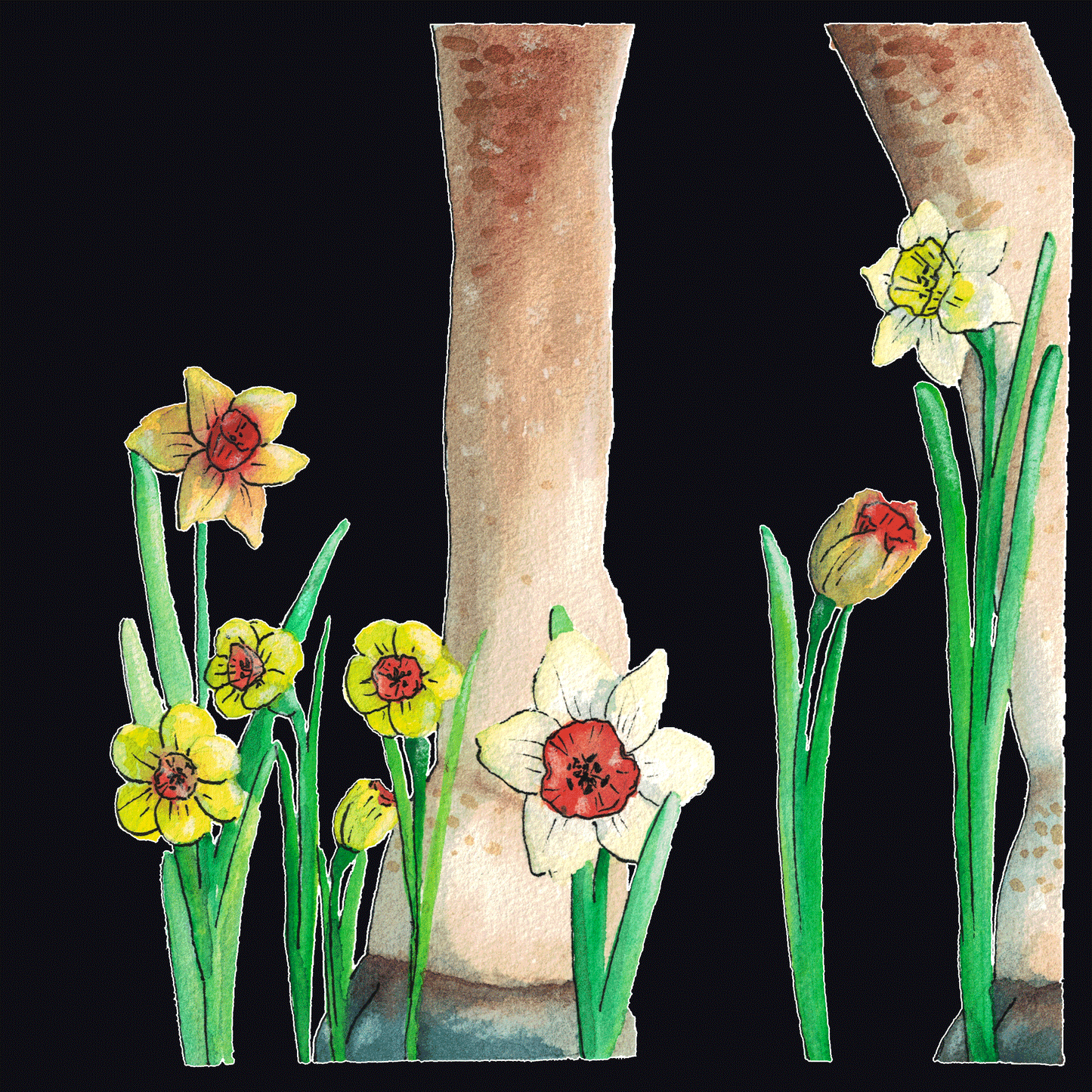 Narcisser, Petite kort