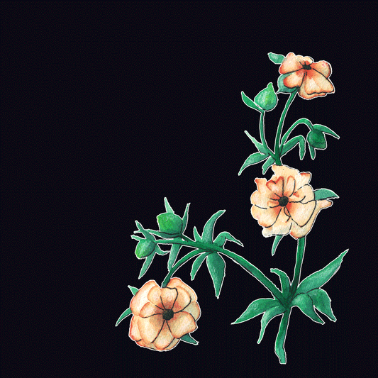 Fjärilsranunkel, Deluxe kort