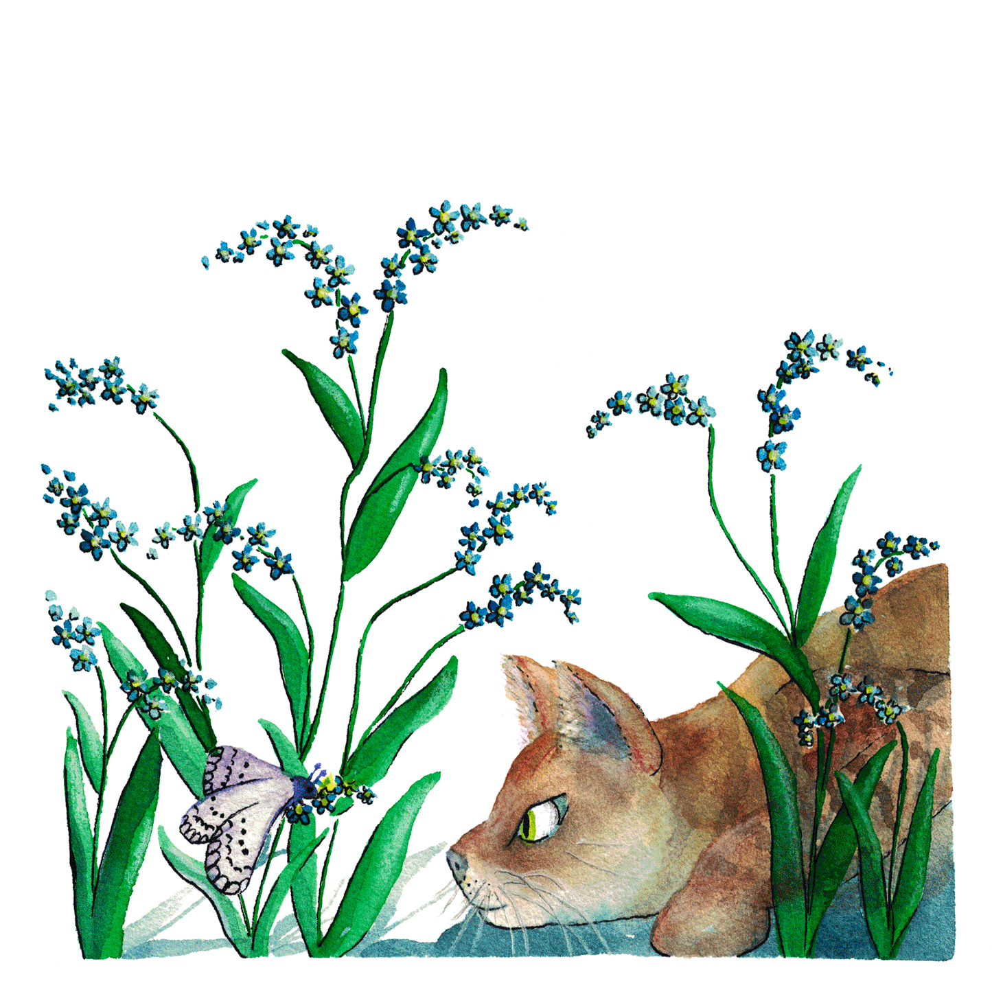 Förgätmigej, Deluxe kort